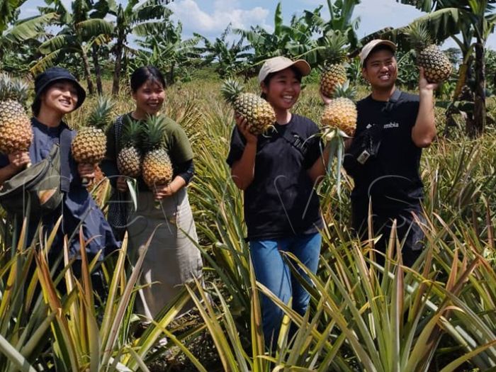 Luweero Organic Pineapple Farms (Sulma Farm)