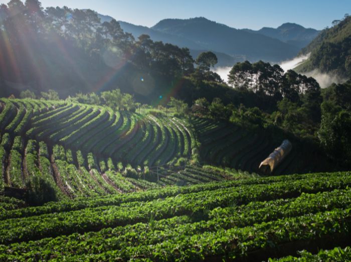 Mpanga Tea Estate (Fort Portal)